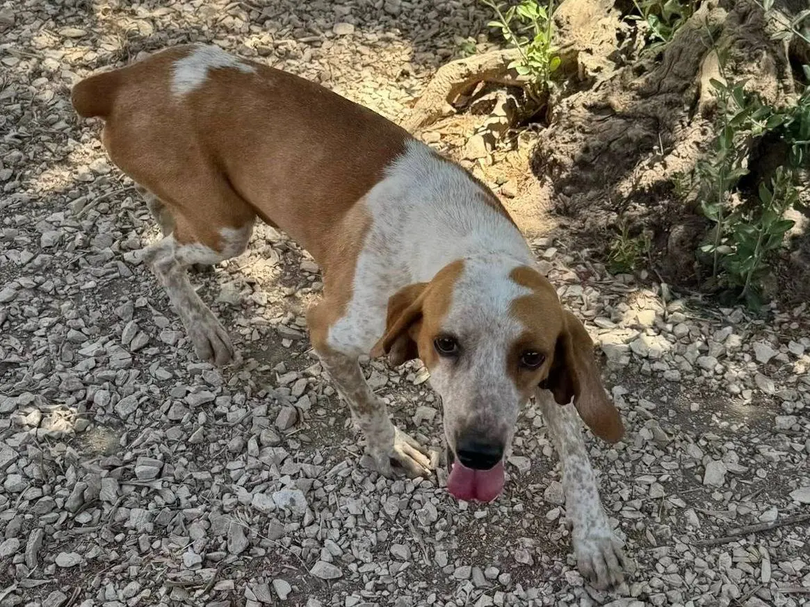 Adotta un cane, femmina, 3 anni e 4 mesi, Matera