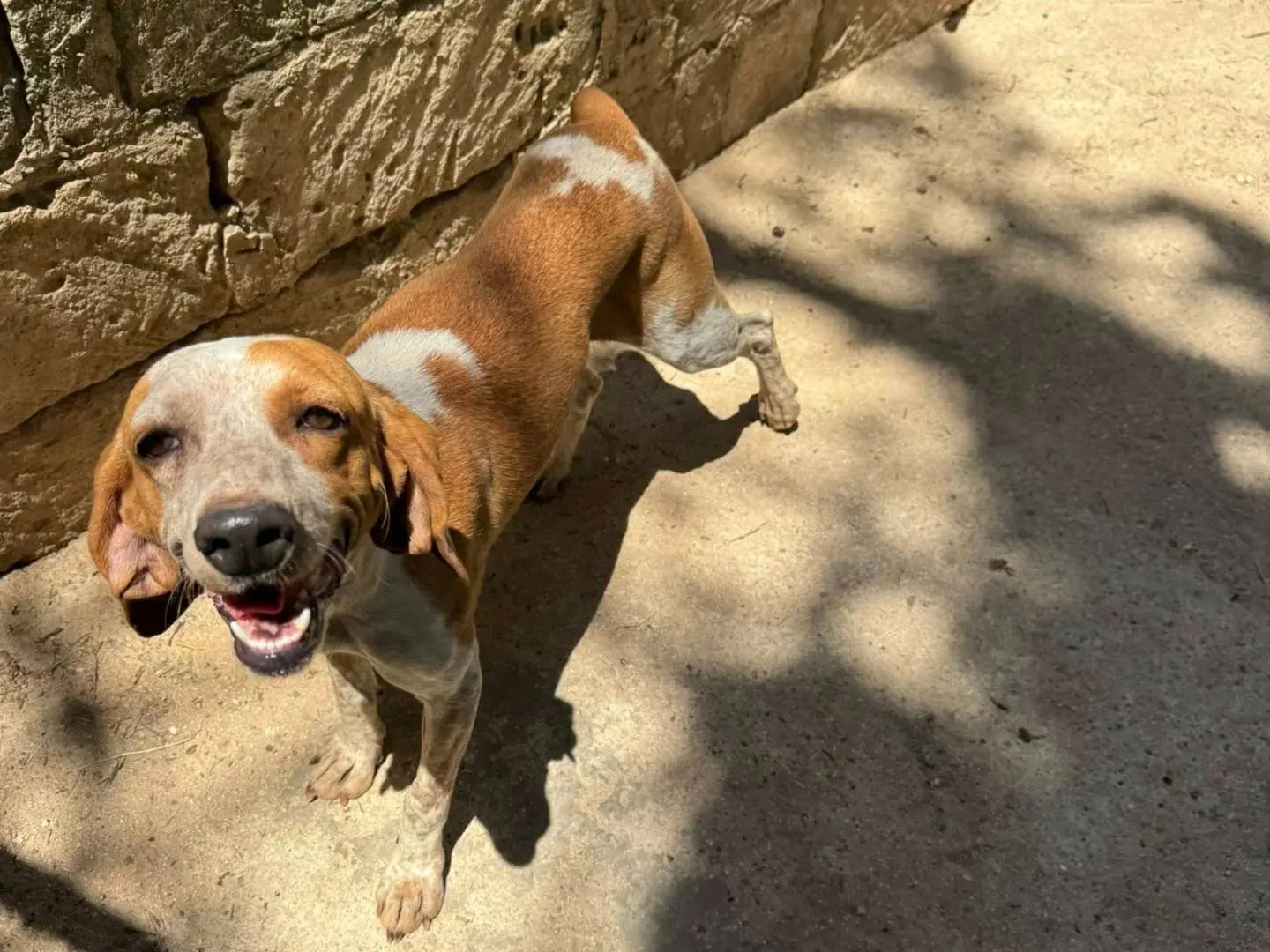 Adozione cane, femmina, Segugio Razza sconosciuta, 3 anni e 4 mesi, taglia media contenuta, Matera