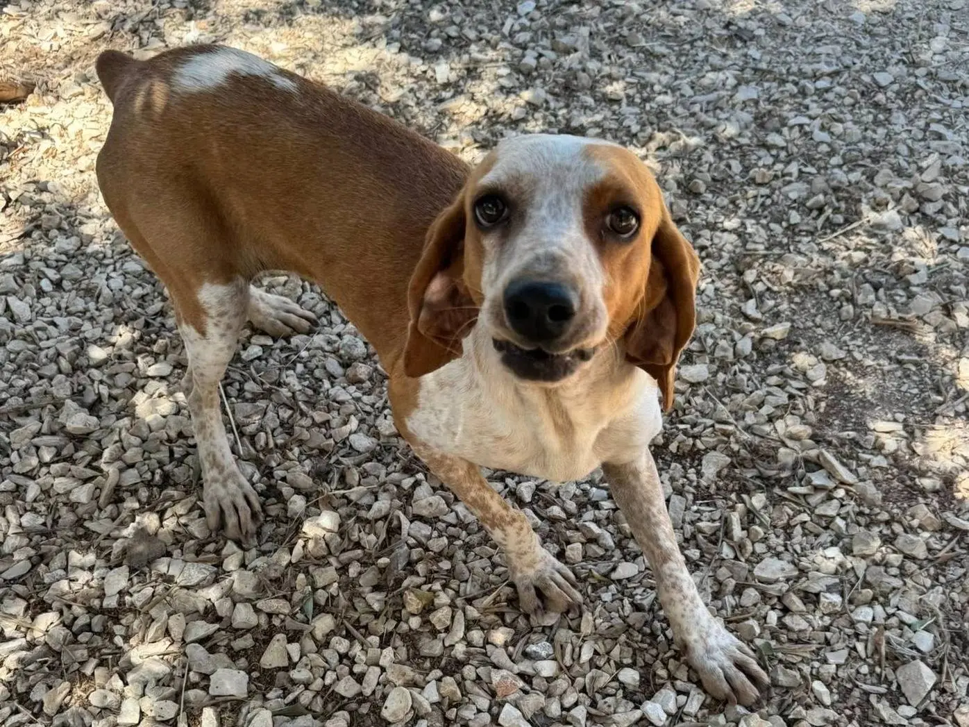 Adotta un cane, taglia media contenuta, femmina, Matera