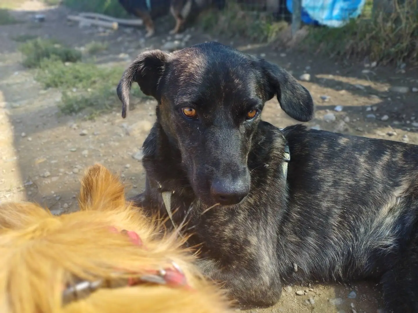 Foto 3 dell'animale