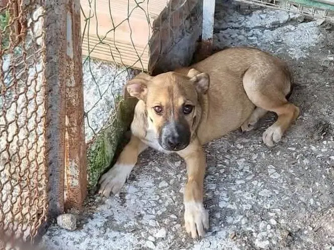 Adotta un cane, taglia media, maschio, Latina