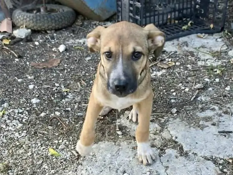 Adotta un cane, maschio, 3 mesi, Latina