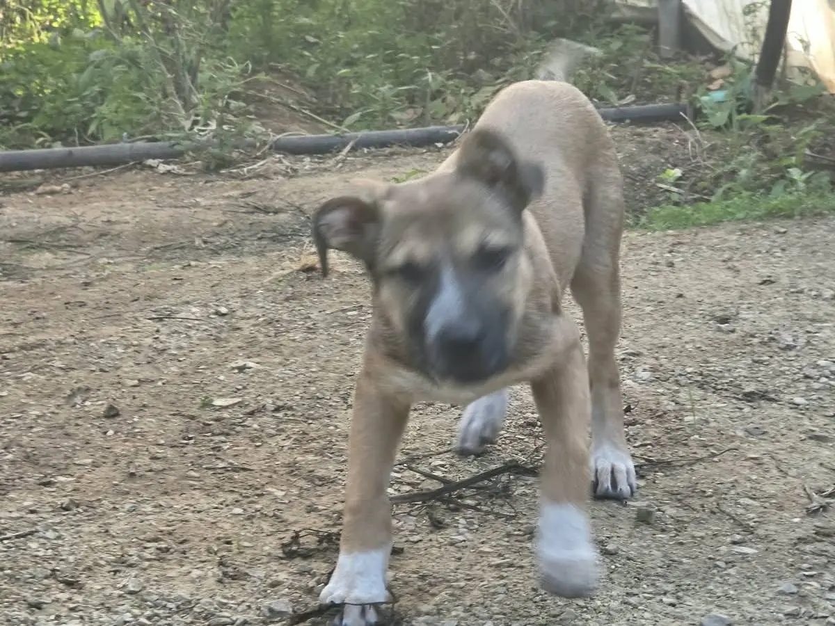 Vuoi adottare un cane a Latina?
