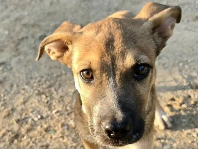 Adozione cane, maschio, Razza sconosciuta Razza sconosciuta, 3 mesi, taglia media, Latina