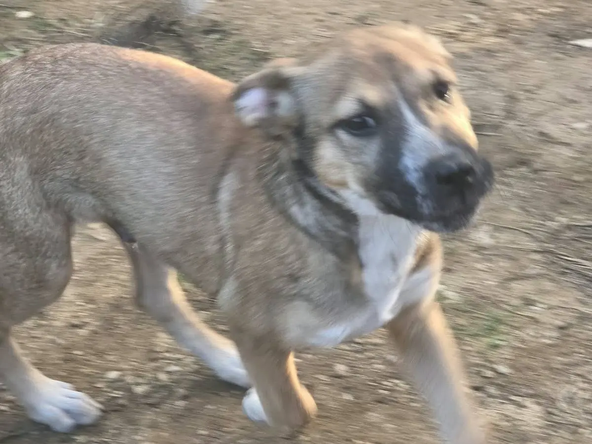Adotta il cane Tommy a Latina