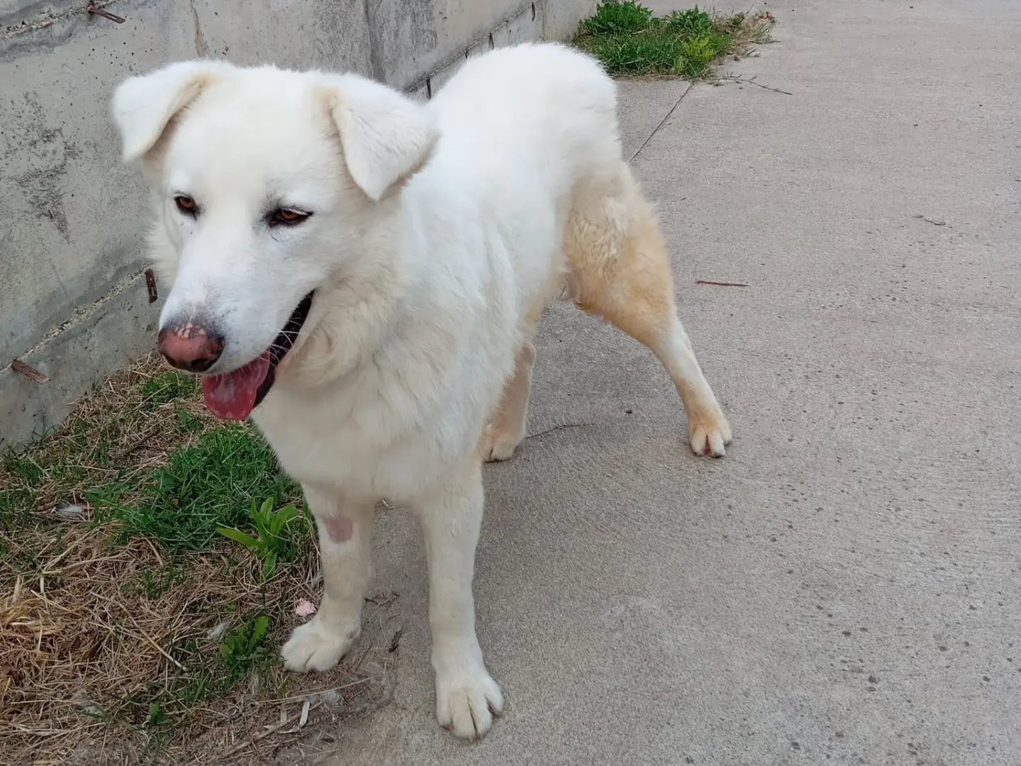 Adotta un cane, maschio, 2 anni e 7 mesi, Catanzaro