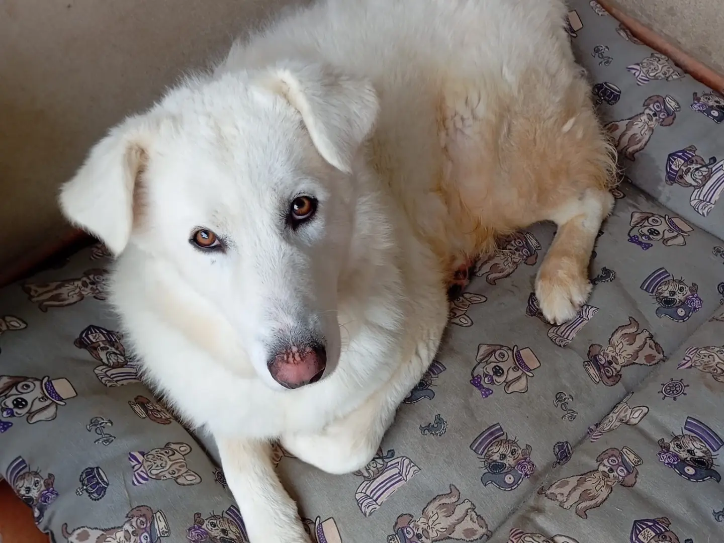 Adozione cane, maschio, Pastore maremmano Razza sconosciuta, 2 anni e 7 mesi, taglia grande, Catanzaro