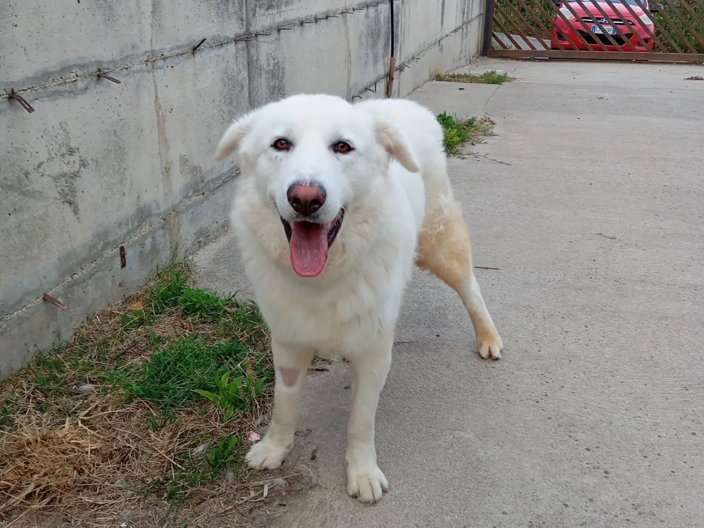 Adotta il cane Thomas a Catanzaro