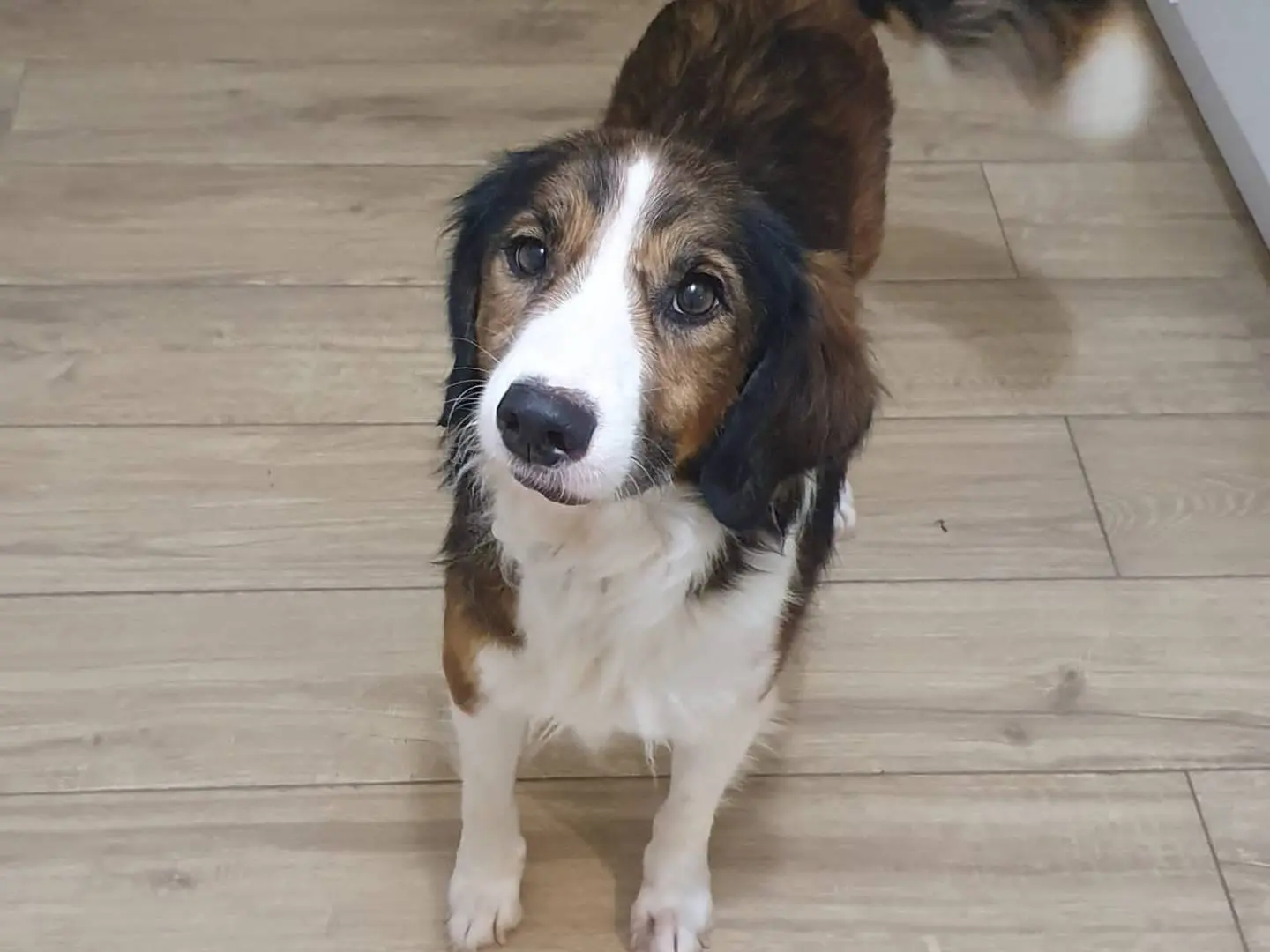 Adozione cane, maschio, meticcio, 11 anni e 9 mesi, taglia media, Milano