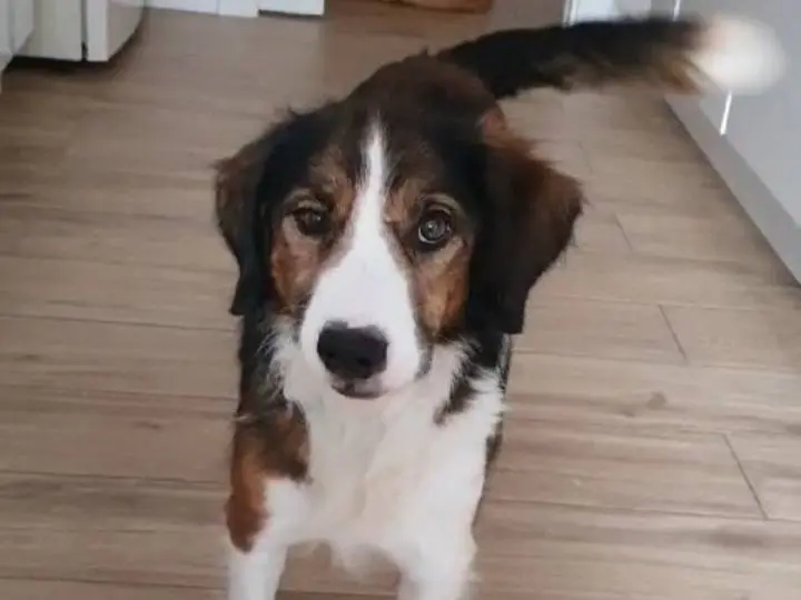 Adotta un cane, maschio, 11 anni e 9 mesi, Milano