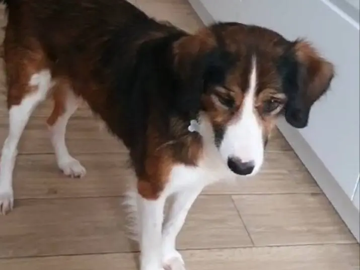 Adotta un cane, taglia media, maschio, Milano