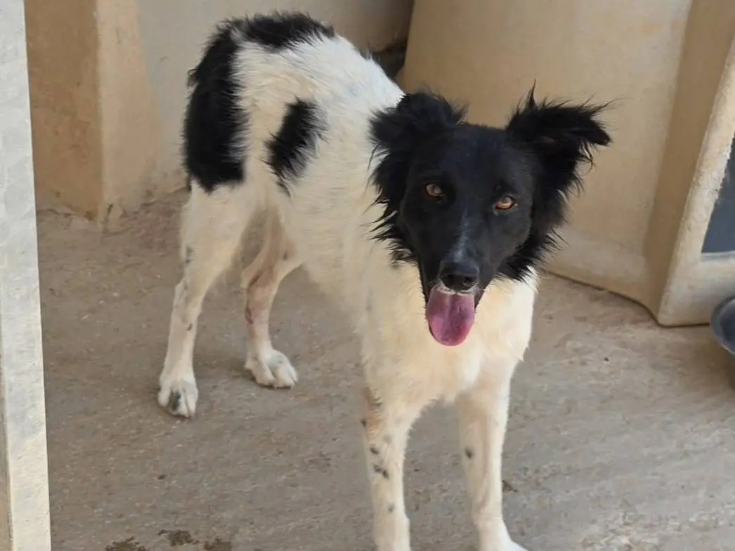 Foto 3 dell'animale