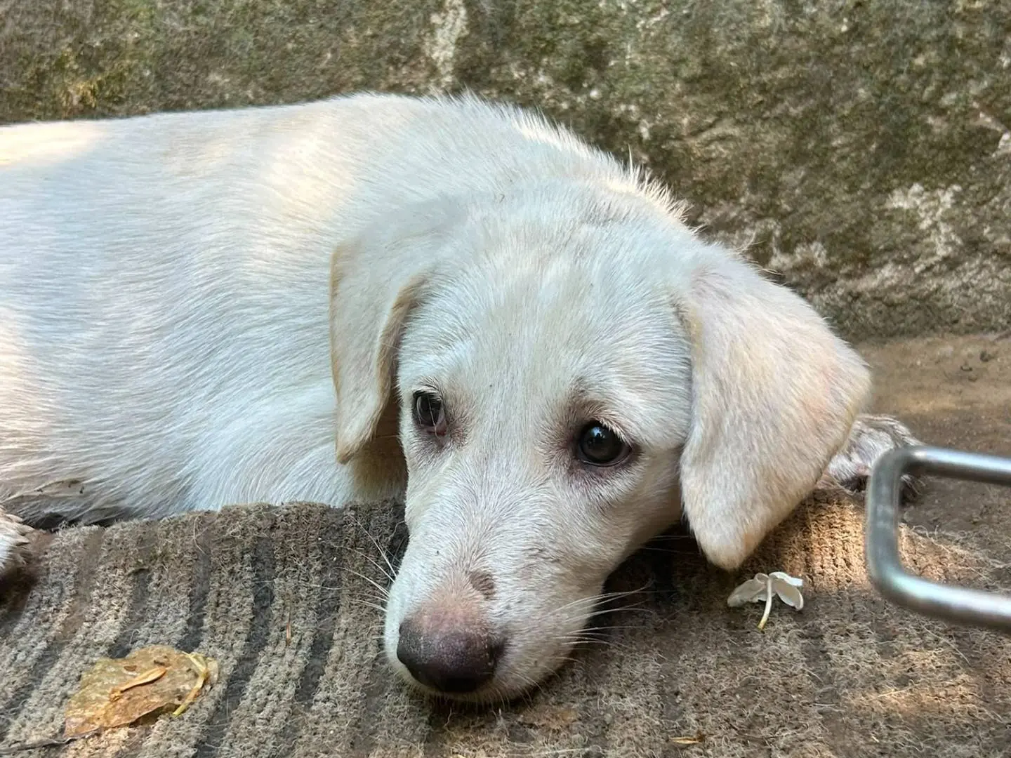 Adotta un cane, femmina, 4 mesi, Messina
