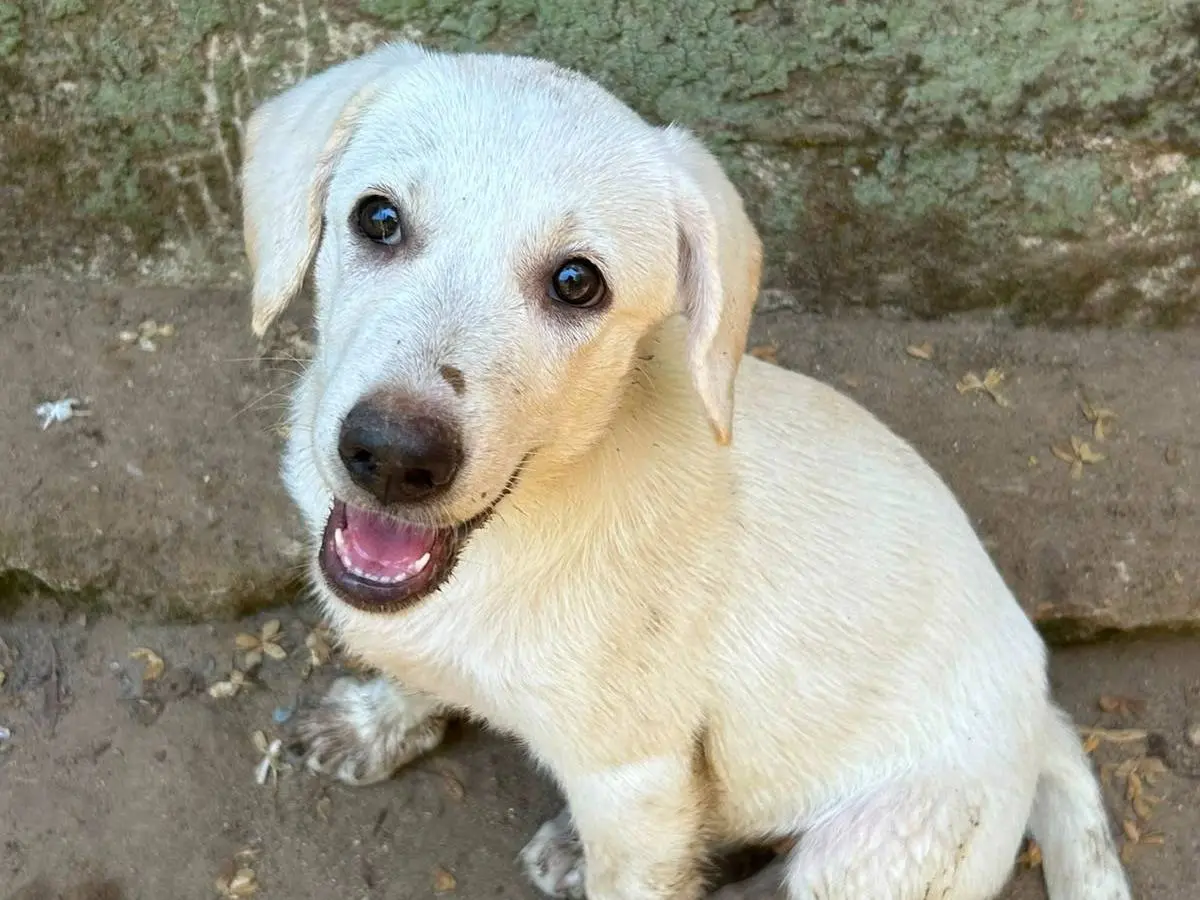 Adozione cane, femmina, Razza sconosciuta Razza sconosciuta, 4 mesi, taglia media, Messina