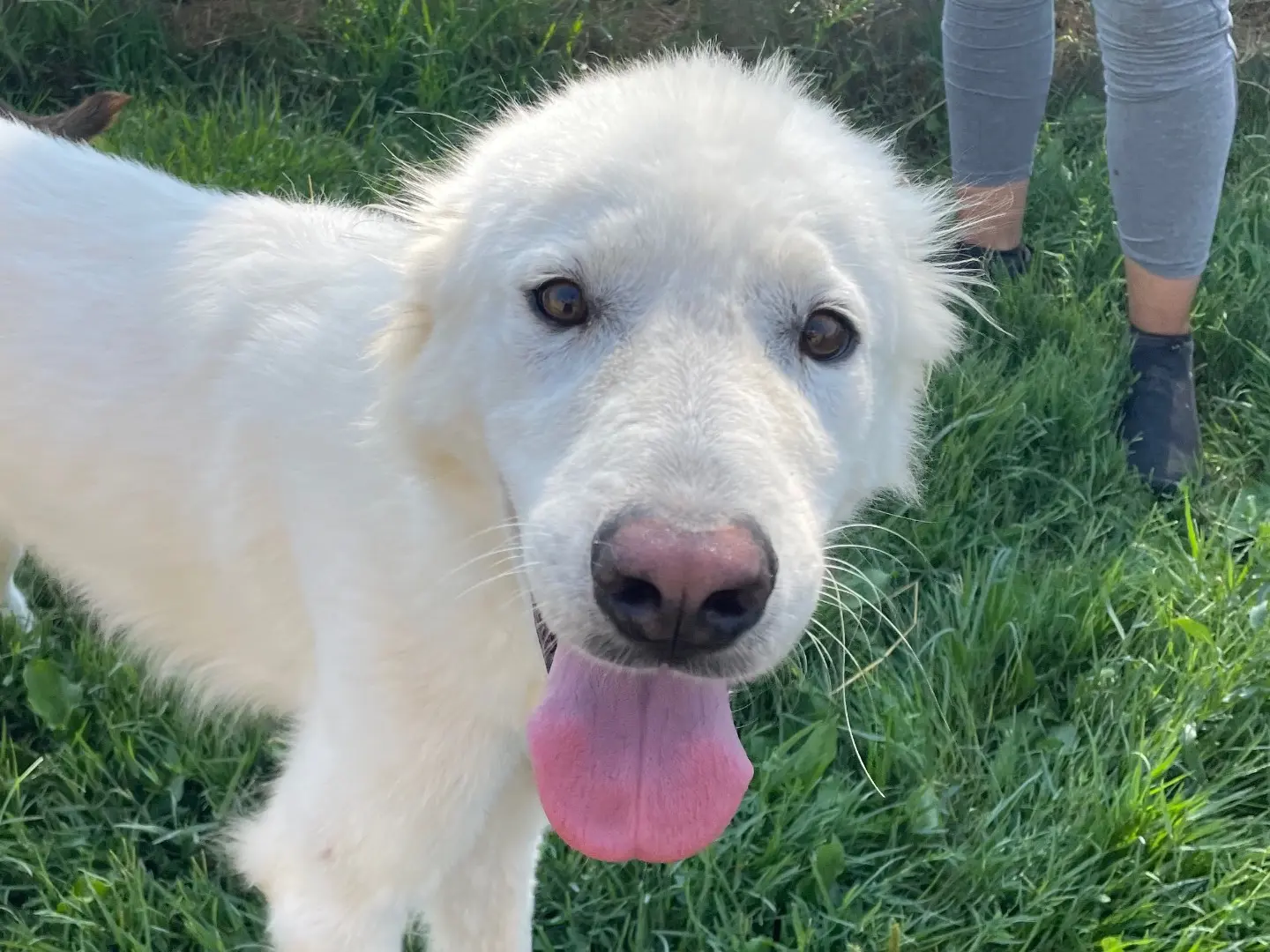Adozione cane, maschio, Pastore maremmano Razza sconosciuta, 3 anni e 11 mesi, taglia media, Latina