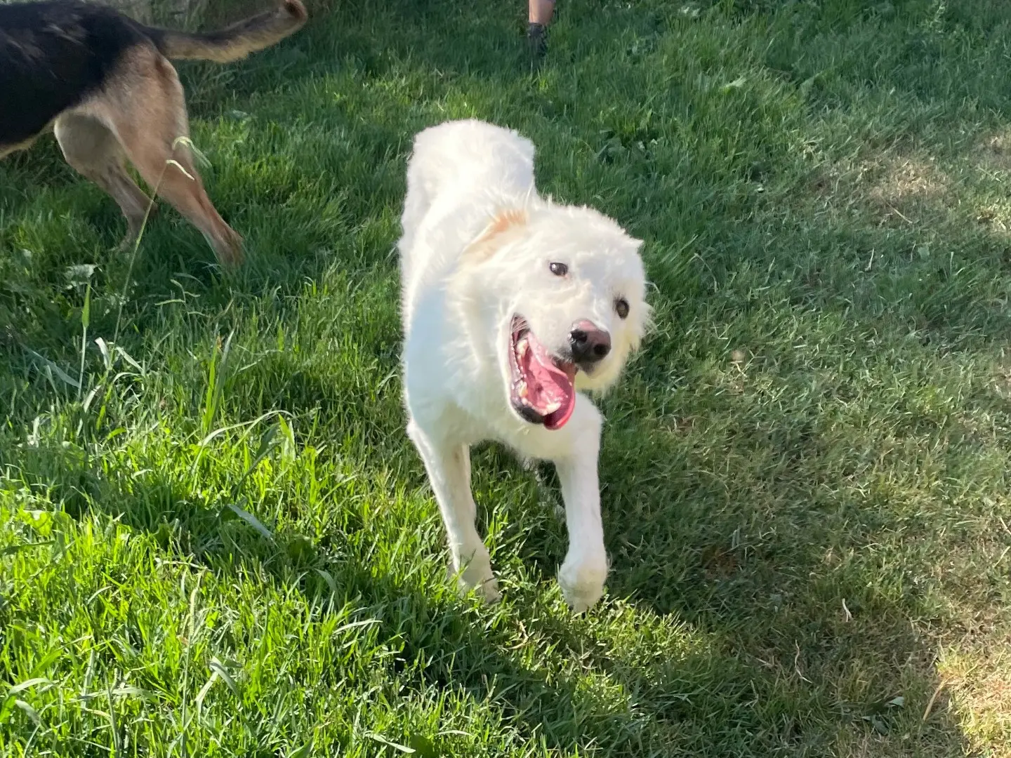 Adotta un cane, taglia media, maschio, Latina