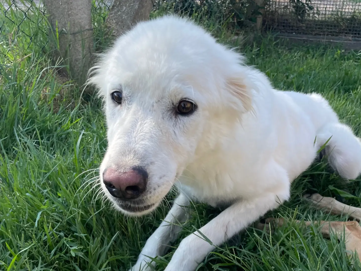 Adotta il cane Otone a Latina