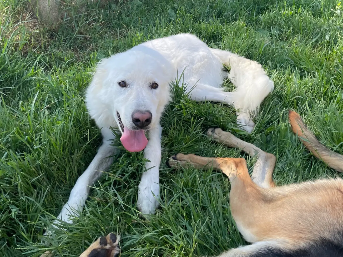 Vuoi adottare un cane a Latina?
