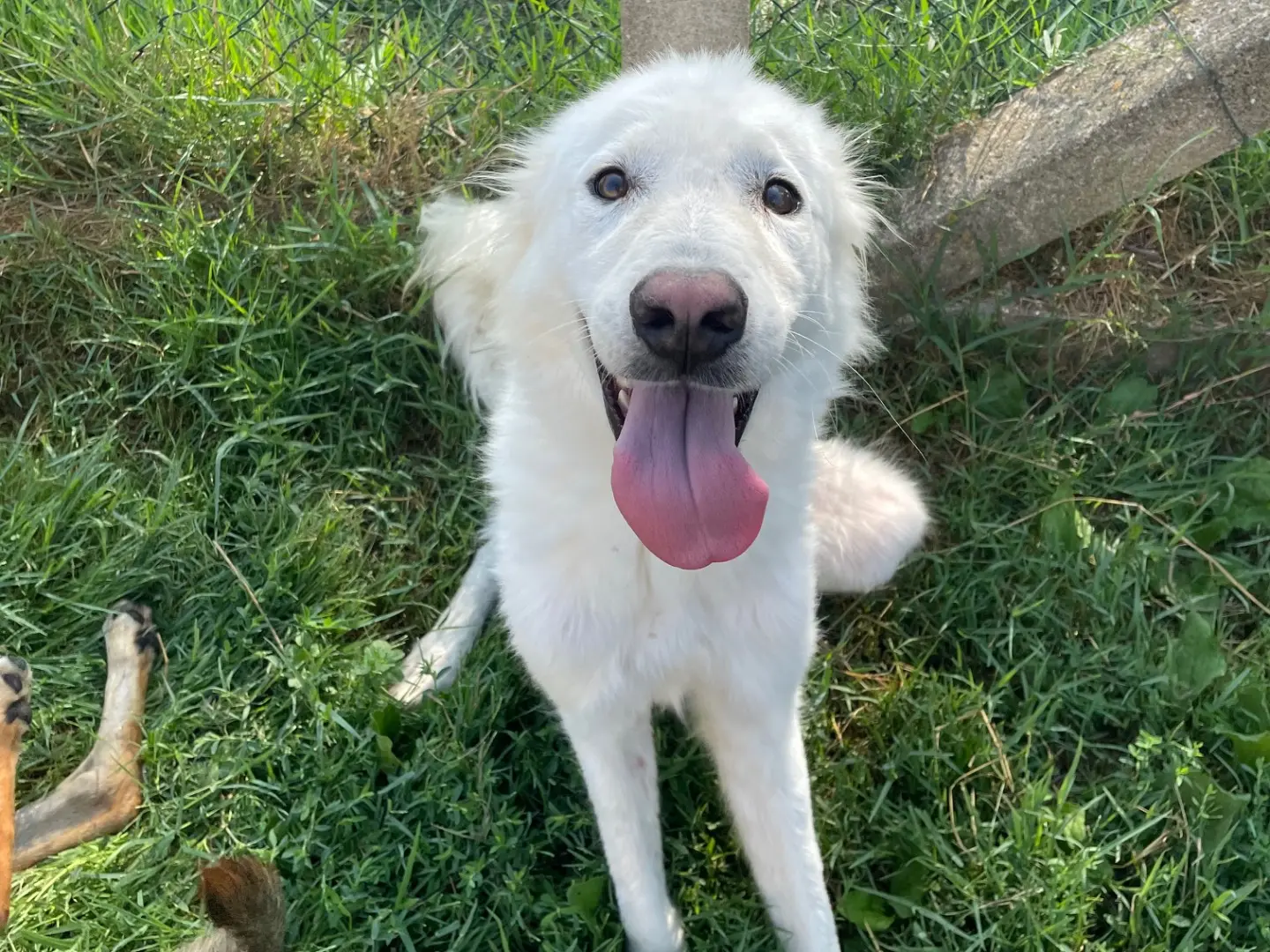 Adotta un cane, maschio, 3 anni e 11 mesi, Latina