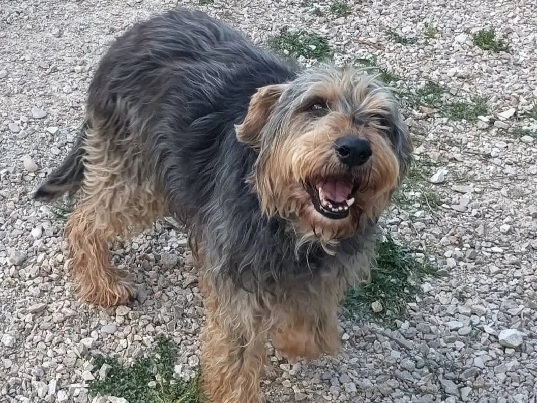 Adozione cane, maschio, Spinone Razza sconosciuta, 14 anni e 6 mesi, taglia media, Terni
