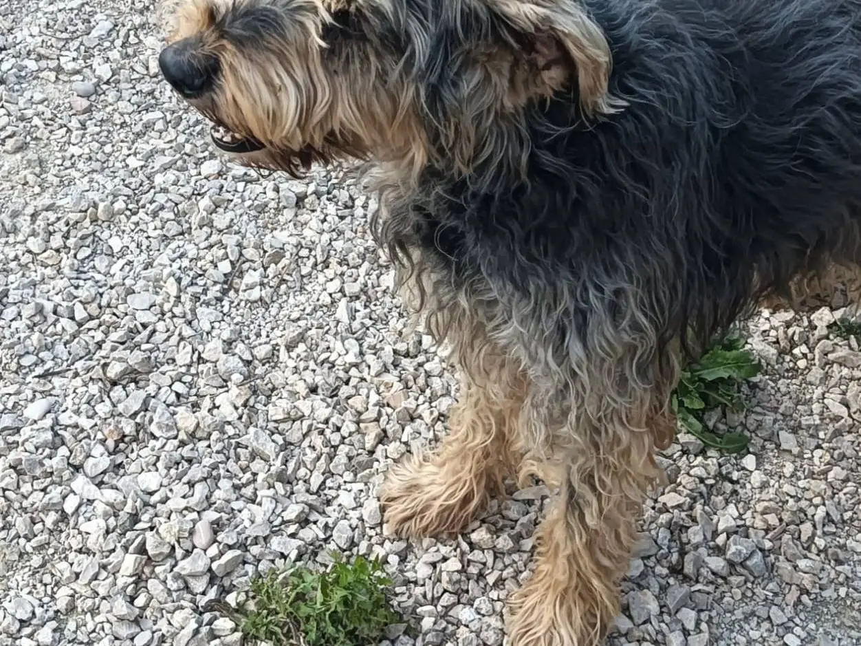 Adotta un cane, maschio, 14 anni e 6 mesi, Terni
