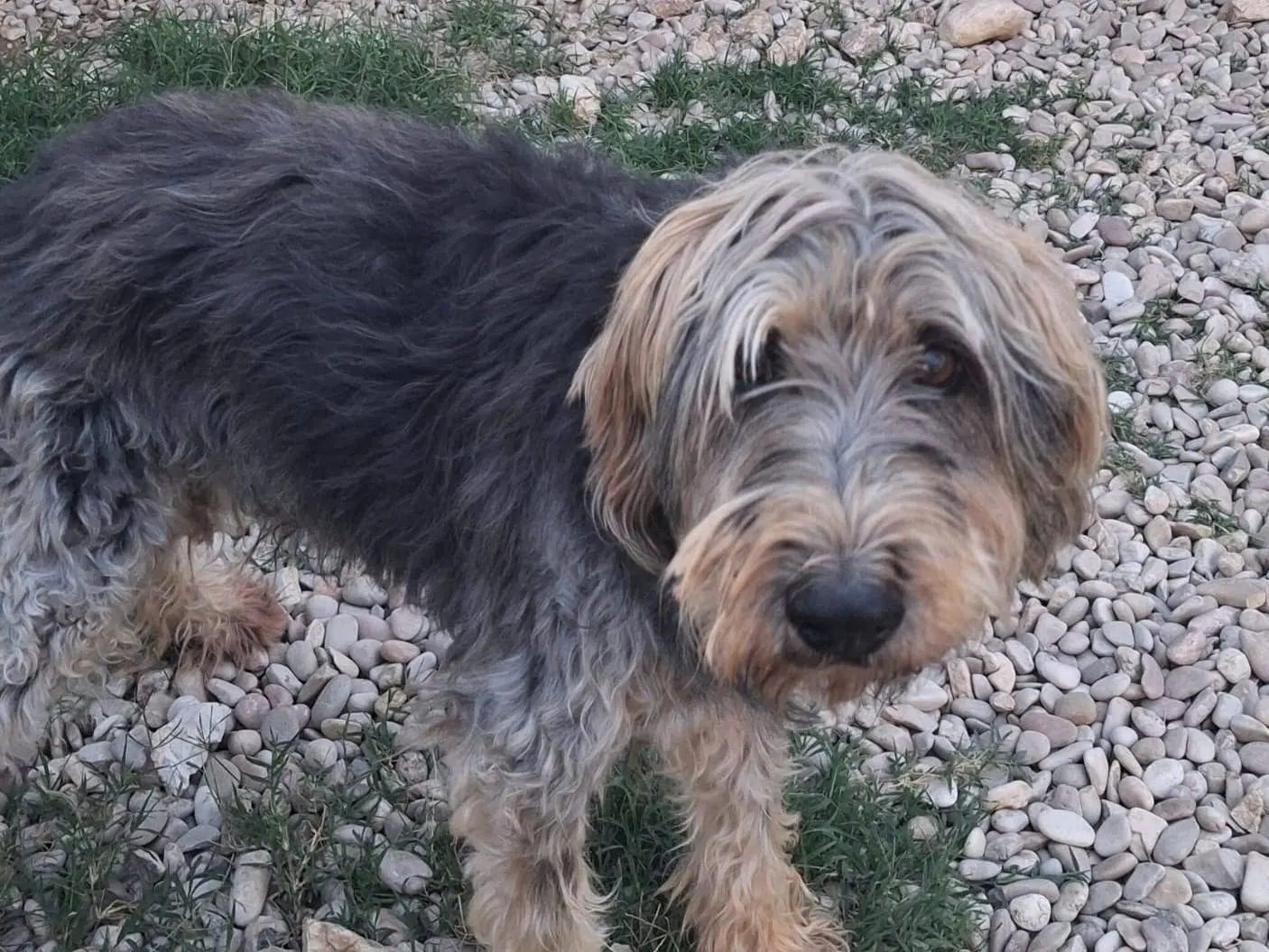 Vuoi adottare un cane a Terni?