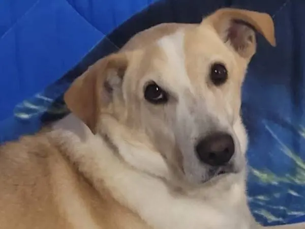 Adozione cane, maschio, Razza sconosciuta Razza sconosciuta, 7 anni e 5 mesi, taglia media contenuta, Milano