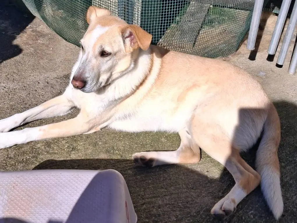 Adotta il cane CHARLIE a Milano