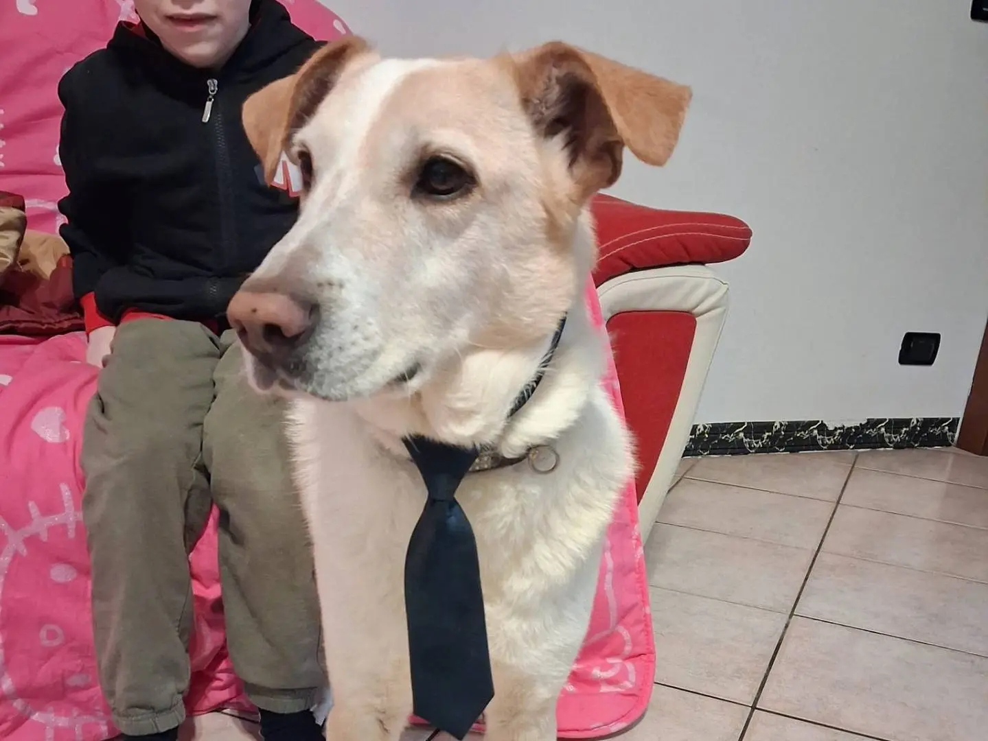 Adotta un cane, maschio, 7 anni e 5 mesi, Milano