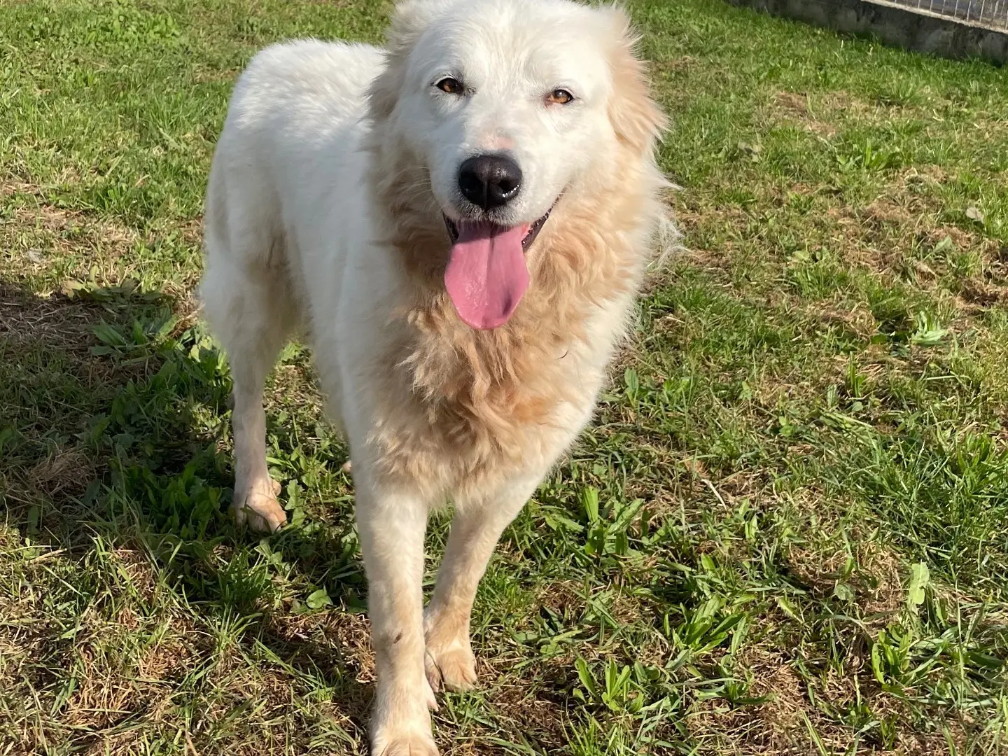 Adotta un cane, femmina, 4 anni e 3 mesi, Frosinone