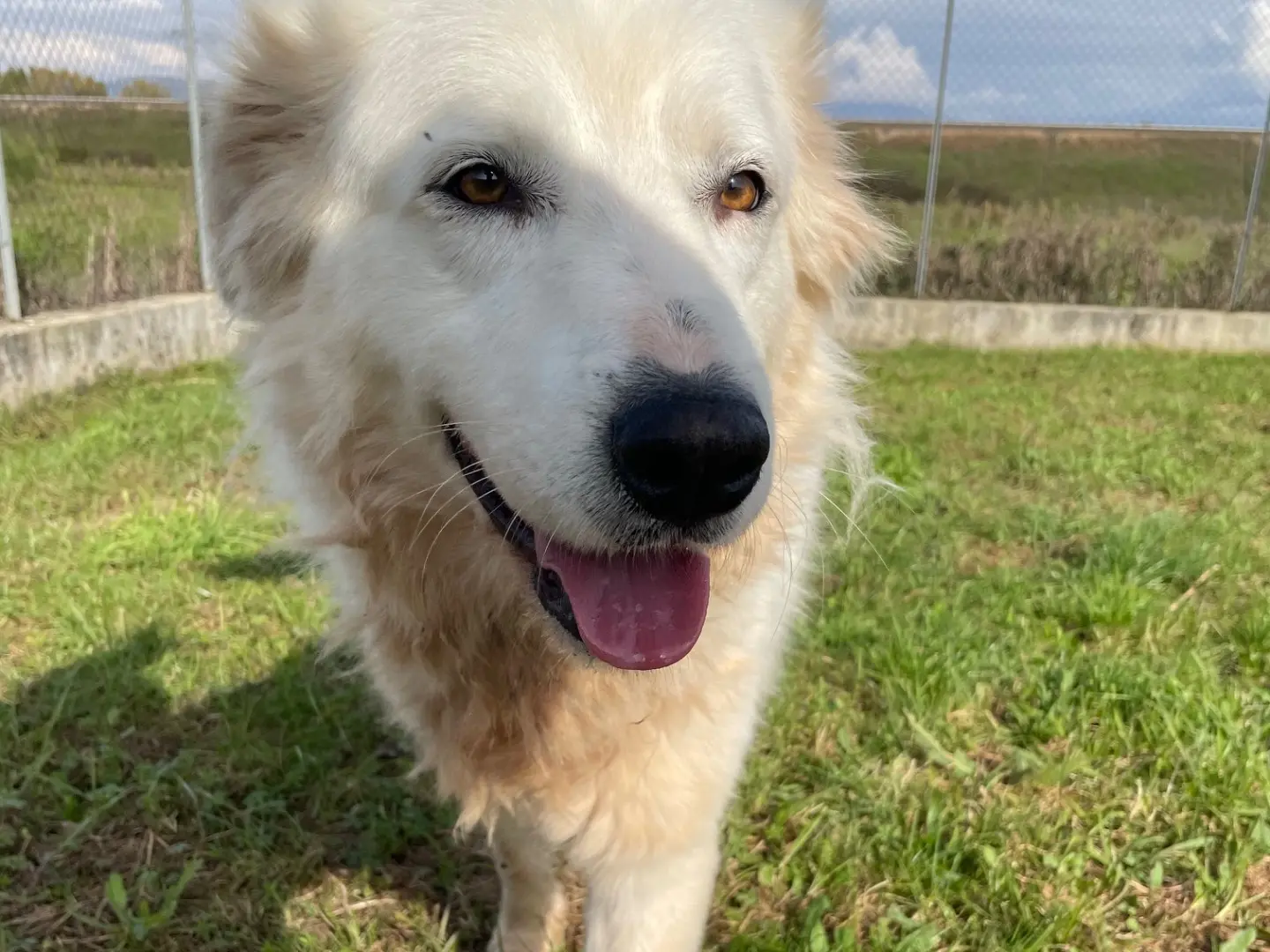 Adozione cane, femmina, Pastore maremmano Border Collie, 4 anni e 3 mesi, taglia grande, Frosinone