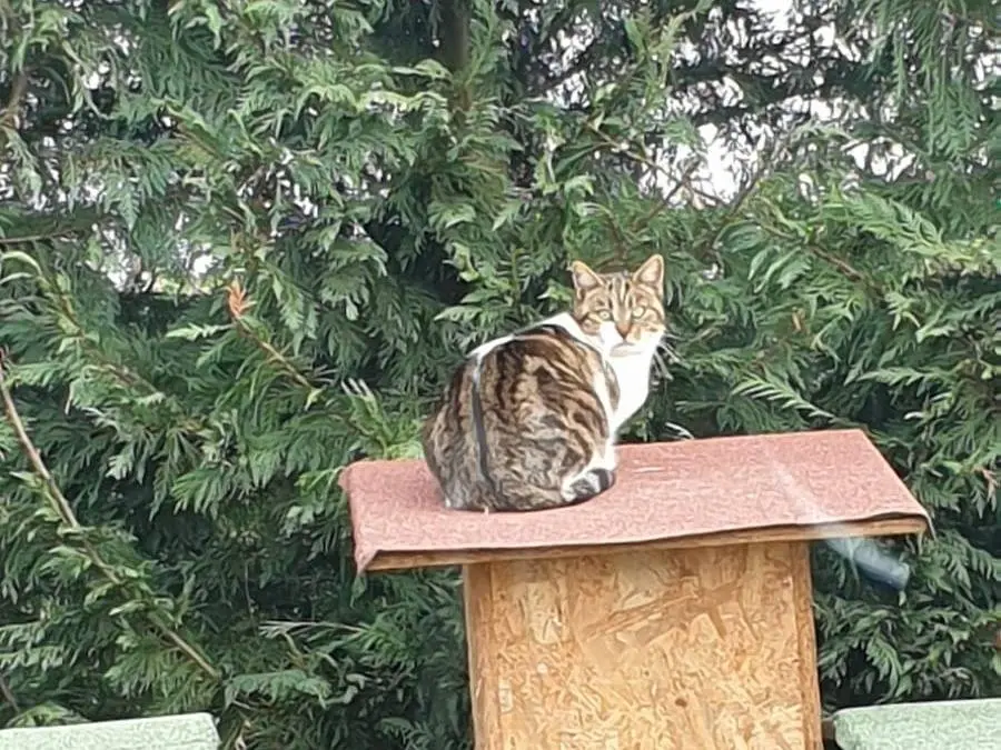 Foto 2 dell'animale