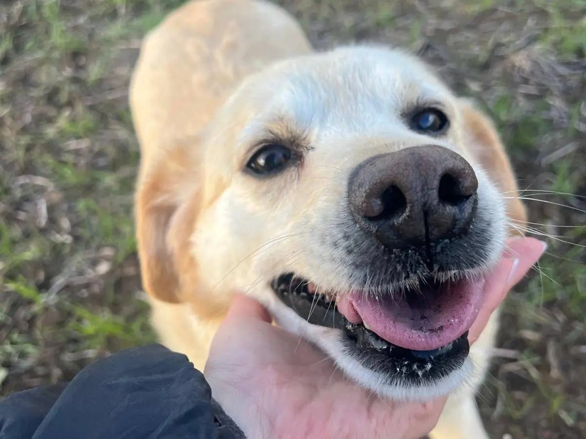 Adozione cane, femmina, Labrador Retriever Razza sconosciuta, 9 anni e 9 mesi, taglia media, Matera