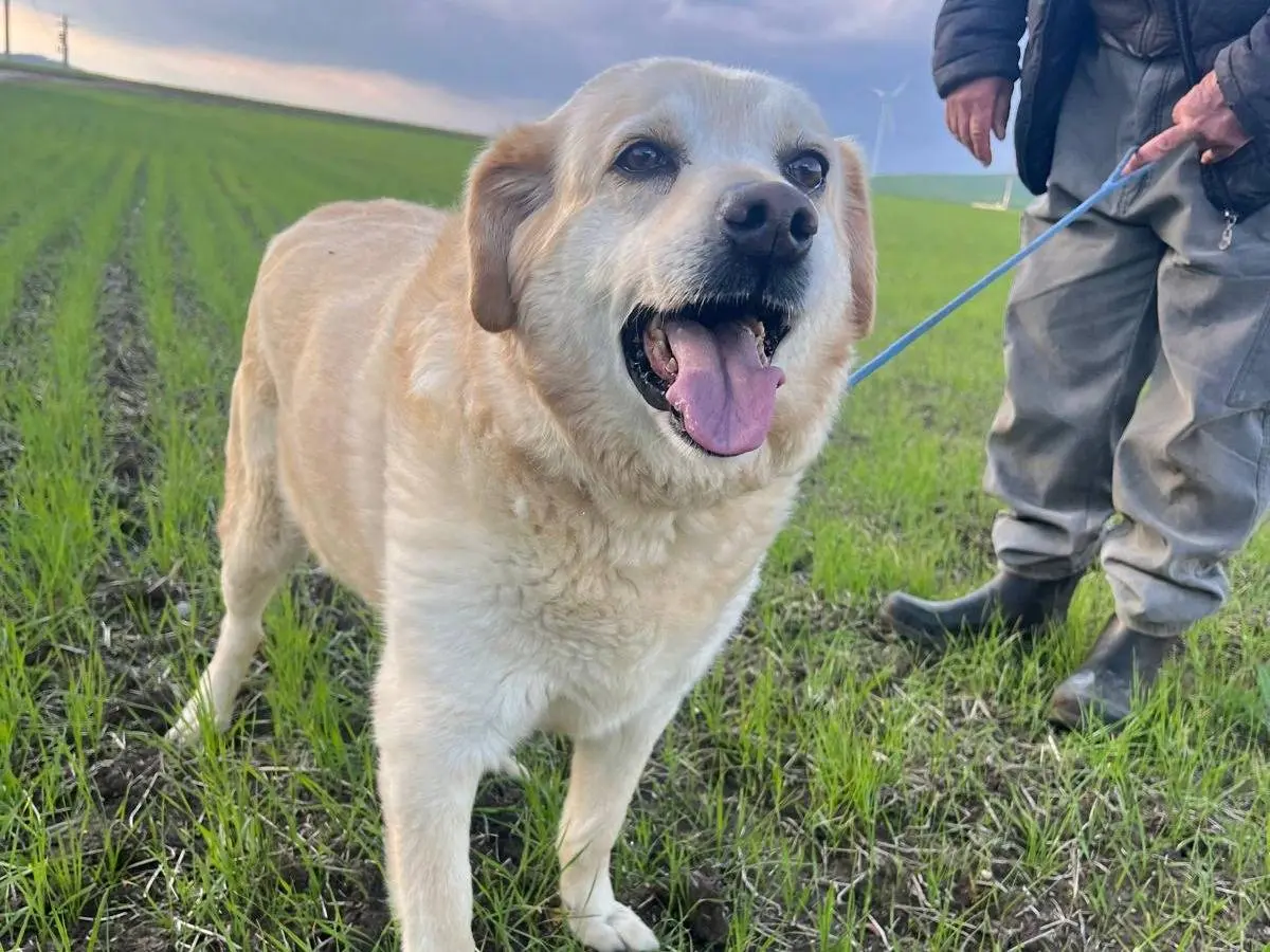 Adotta un cane, taglia media, femmina, Matera