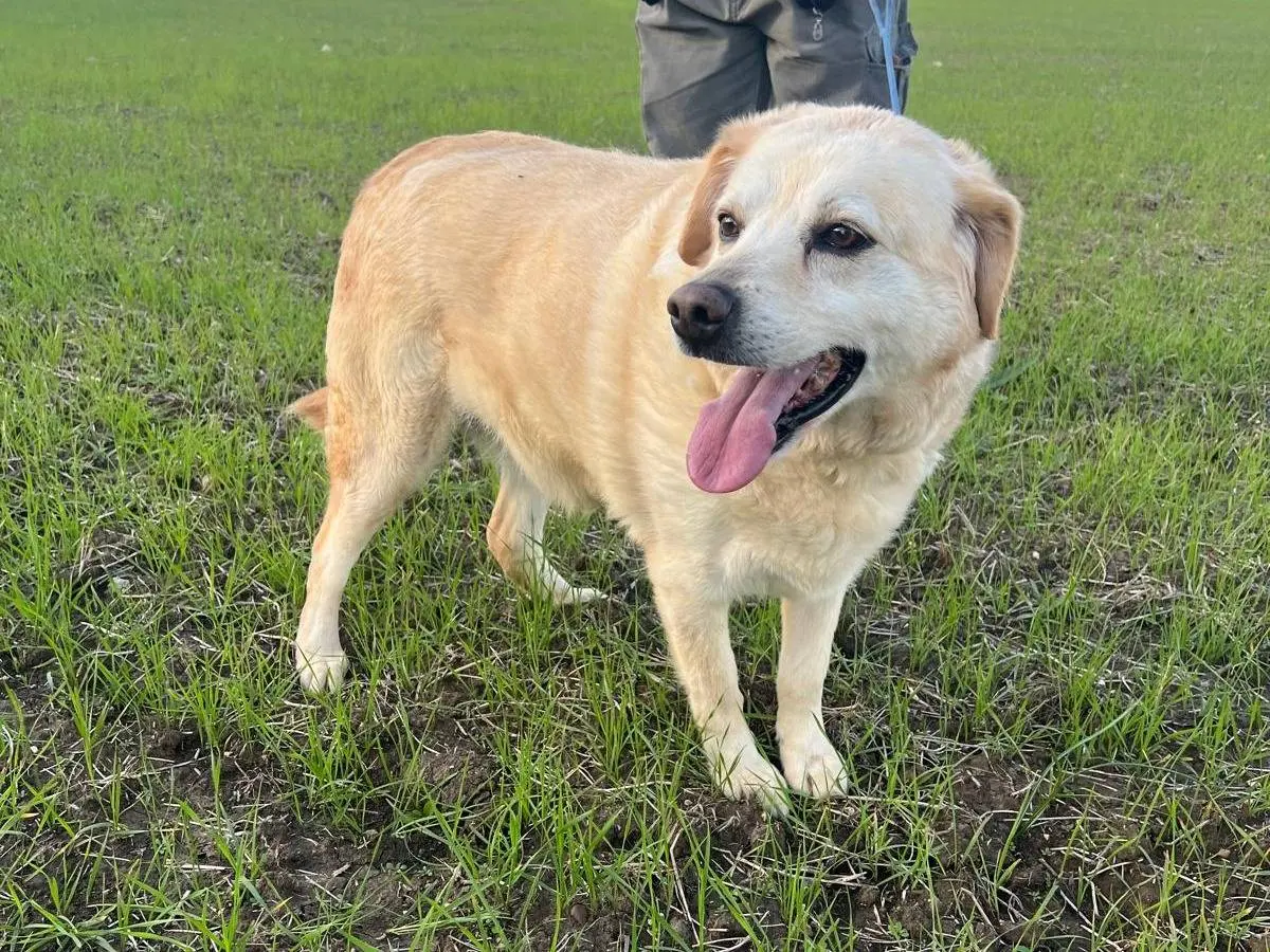 Adotta il cane Margot a Matera