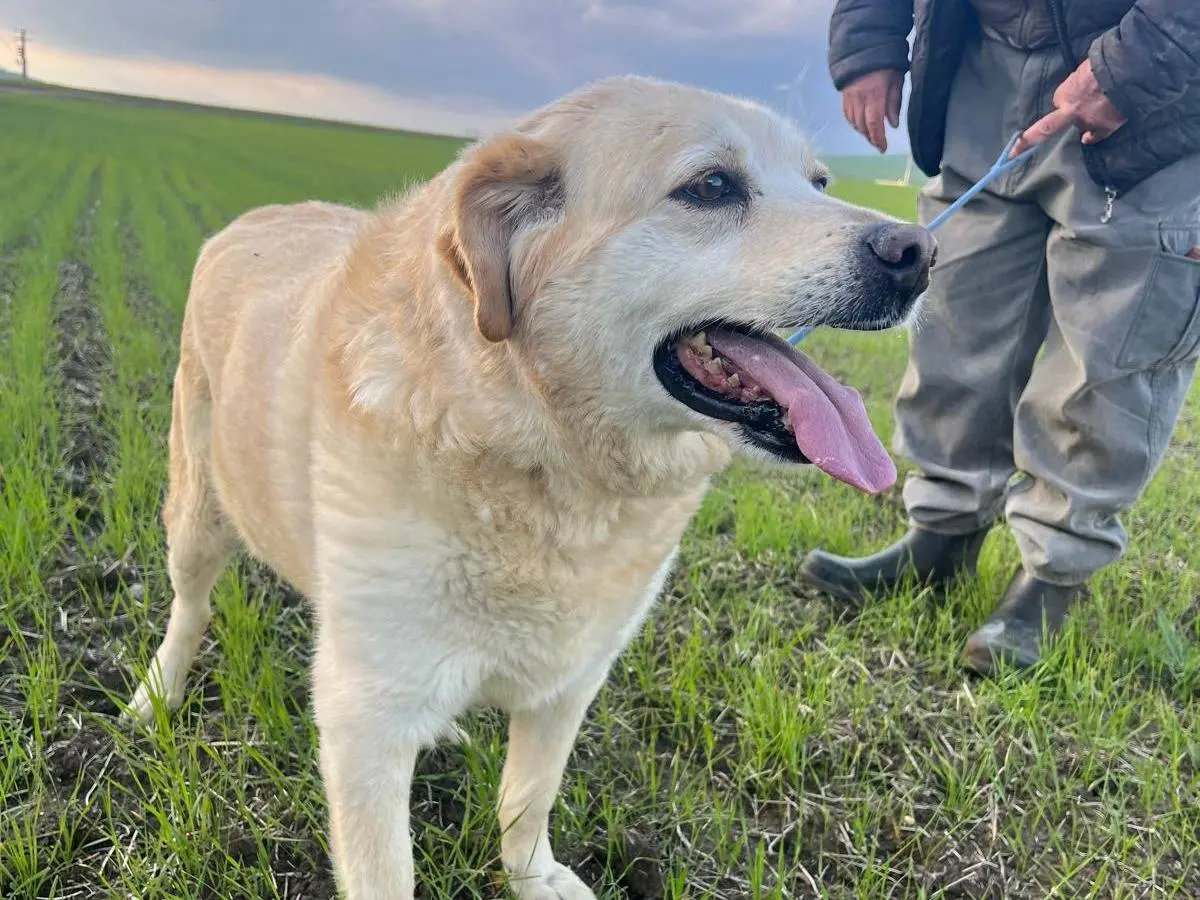 Vuoi adottare un cane a Matera?