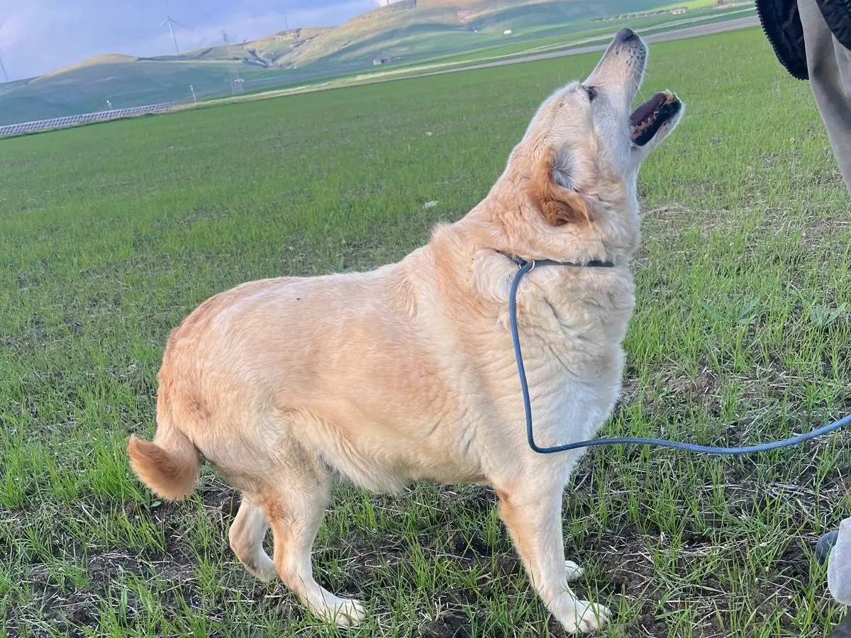 Adotta un cane, femmina, 9 anni e 9 mesi, Matera