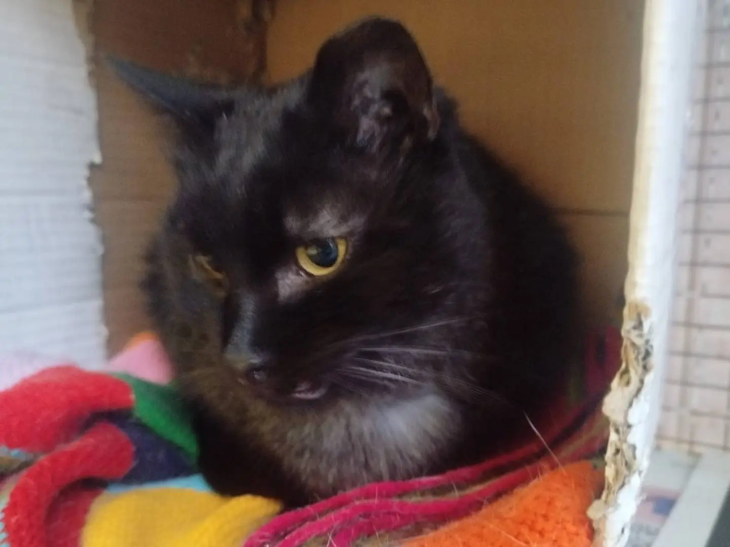 Adotta il gatto Luna a Bologna