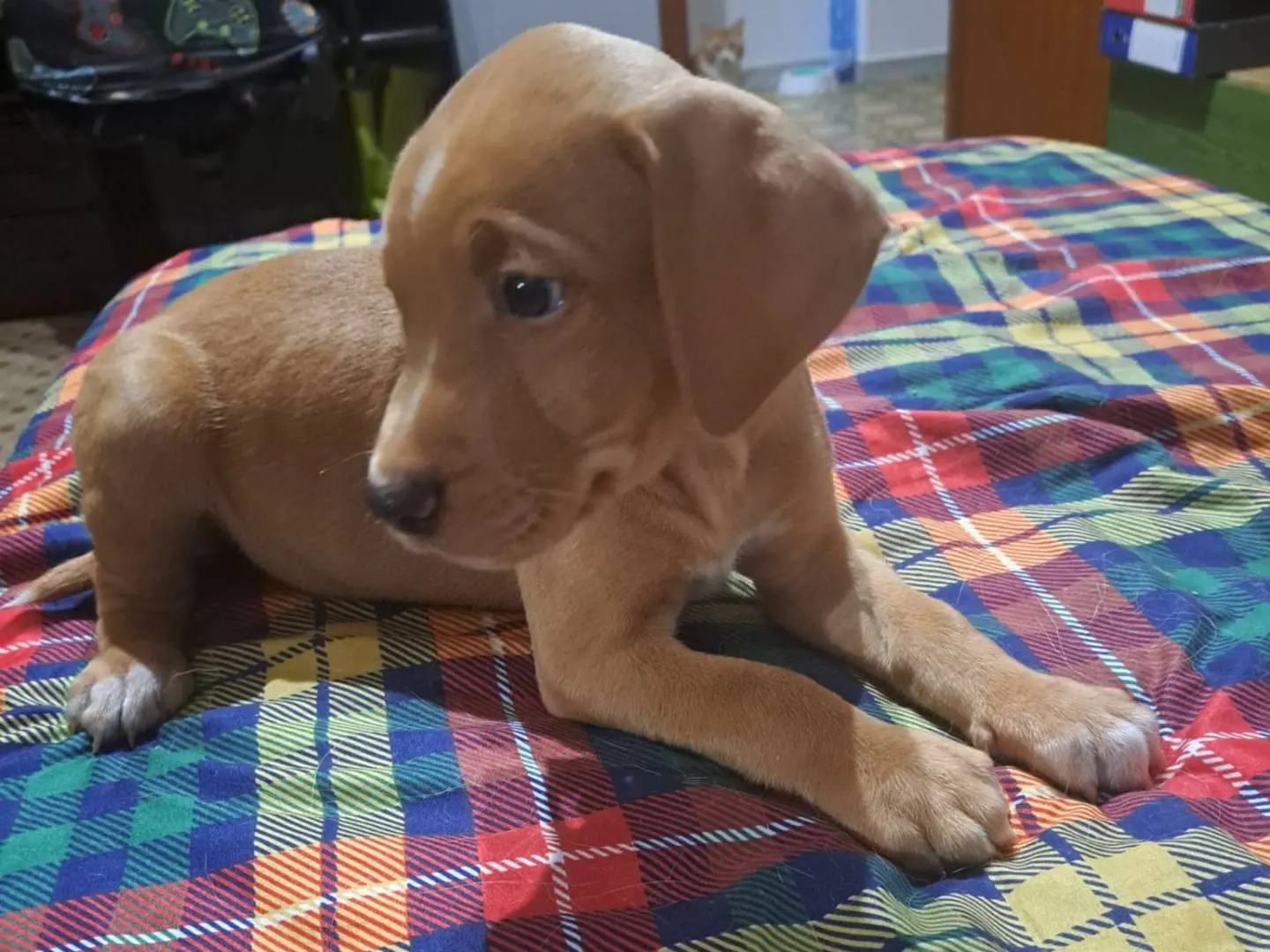 Adotta un cane, maschio, 1 mese, Reggio