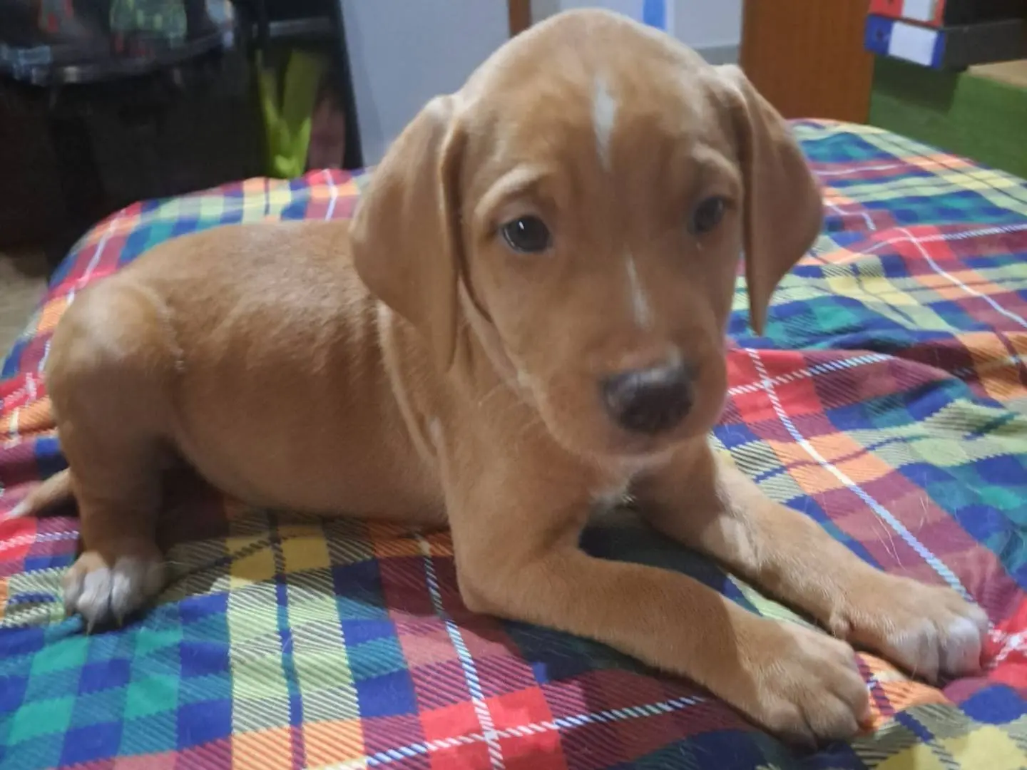 Adotta un cane, taglia media contenuta, maschio, Reggio