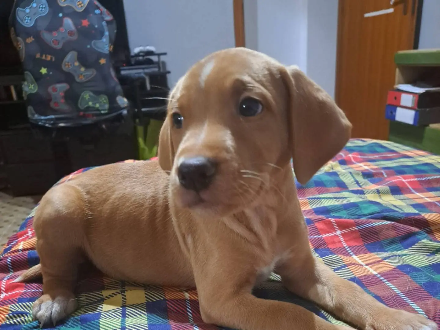 Adozione cane, maschio, Razza sconosciuta Razza sconosciuta, 1 mese, taglia media contenuta, Reggio