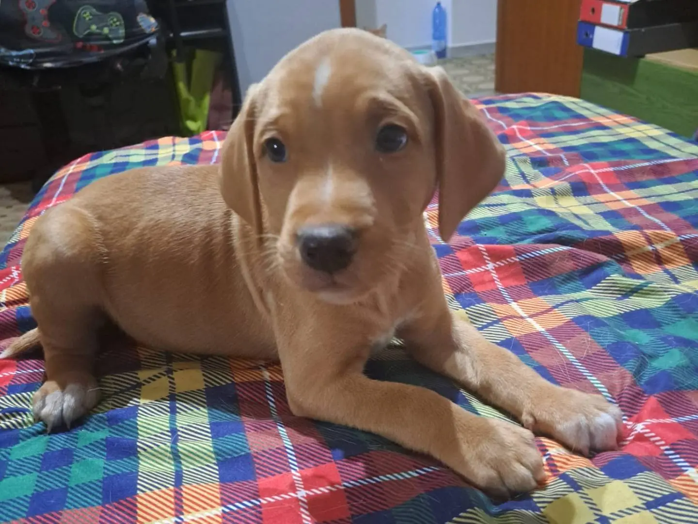 Vuoi adottare un cane a Reggio?