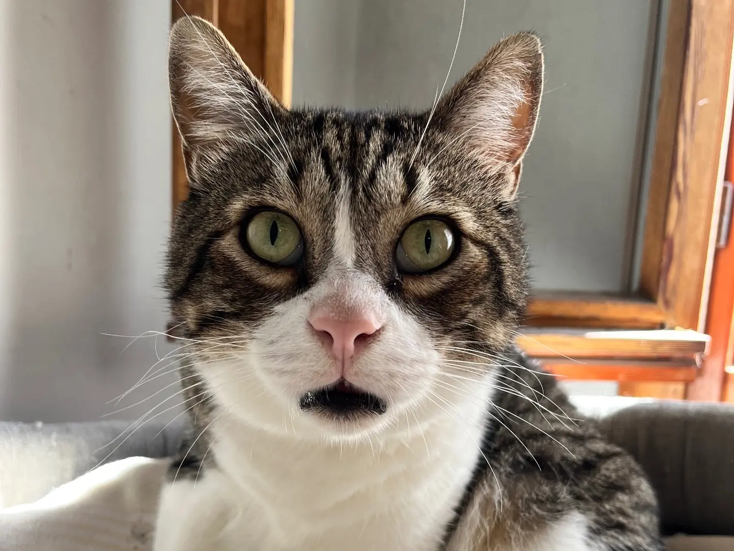 Adozione gatto, maschio, Razza sconosciuta Razza sconosciuta, 5 anni e 11 mesi, taglia non valida, Padova