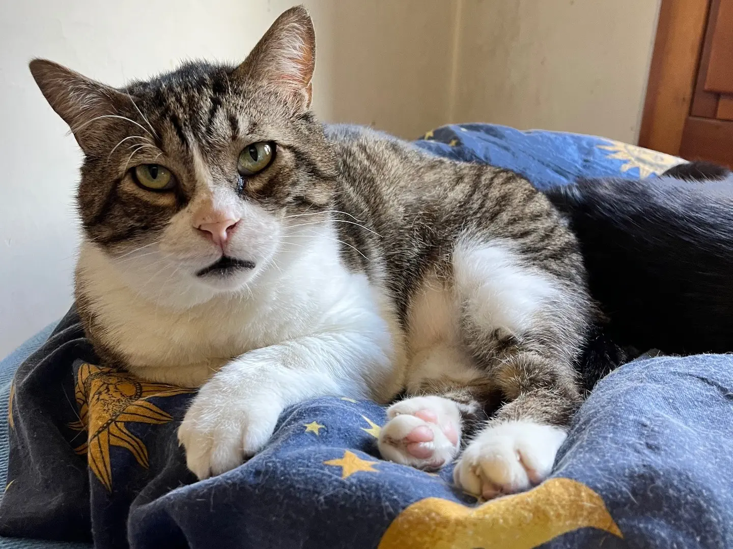 Adotta un gatto, taglia non valida, maschio, Padova