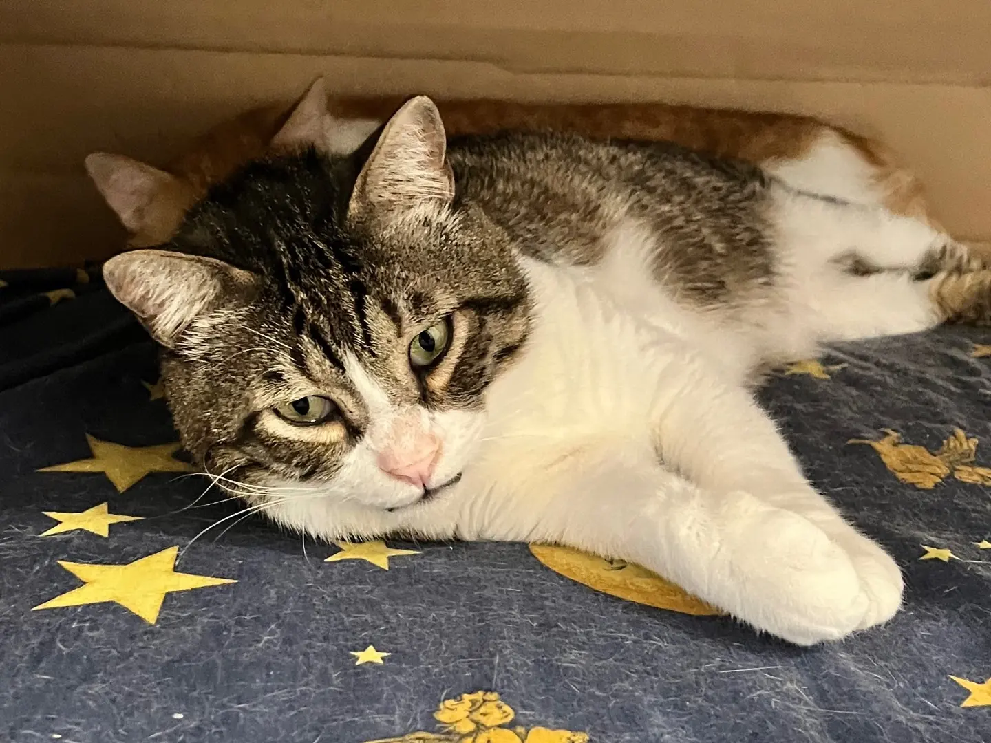 Adotta un gatto, maschio, 5 anni e 11 mesi, Padova