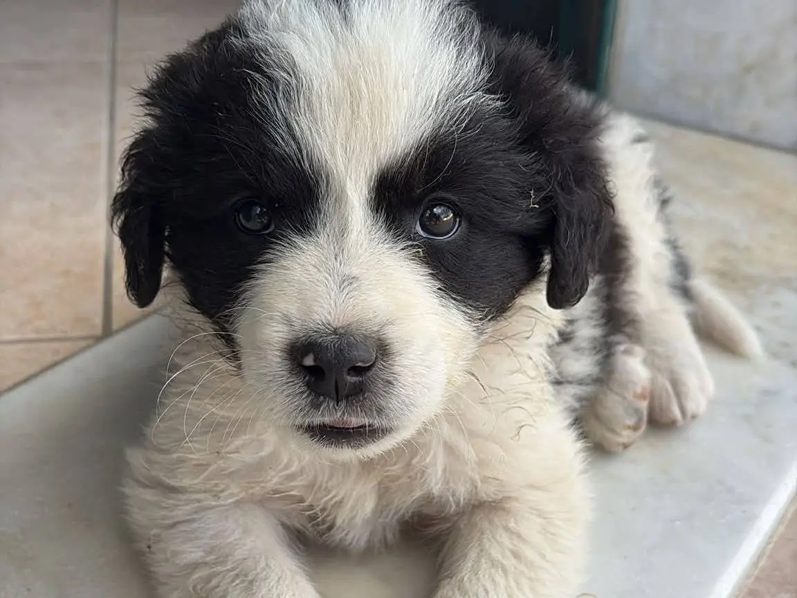 Adozione cane, femmina, Pastore maremmano Border Collie, 2 mesi, taglia media, Potenza