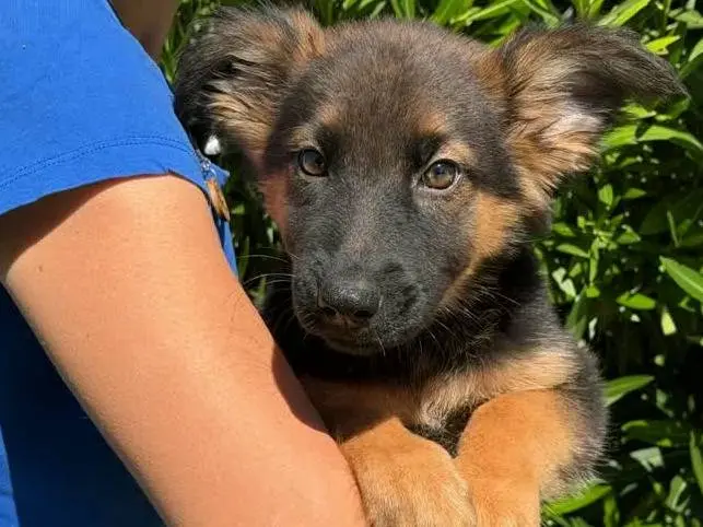 Adozione cane, maschio, Pastore tedesco Razza sconosciuta, 2 mesi, taglia media, Padova