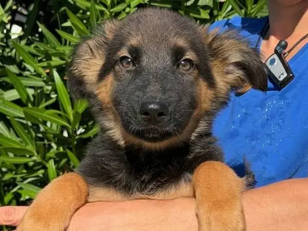 Adotta un cane, maschio, 2 mesi, Padova