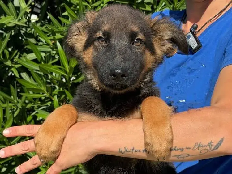 Adotta un cane, taglia media, maschio, Padova
