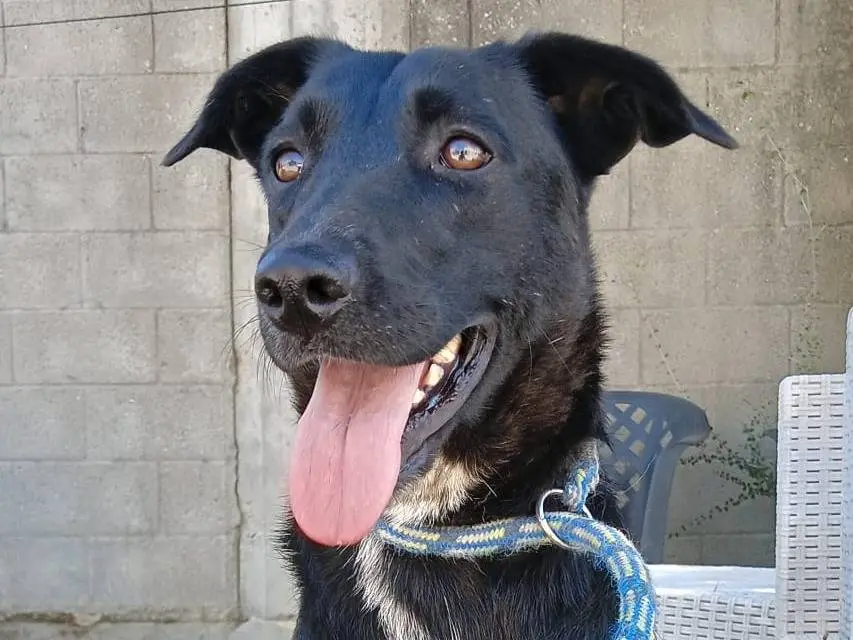 Adotta un cane, femmina, 2 anni e 6 mesi, Crotone
